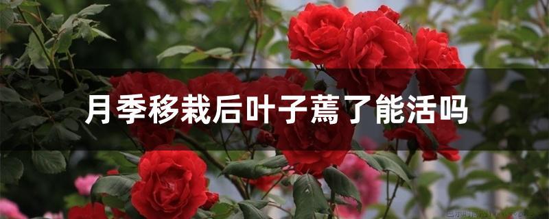 月季移栽后叶子蔫了能活吗