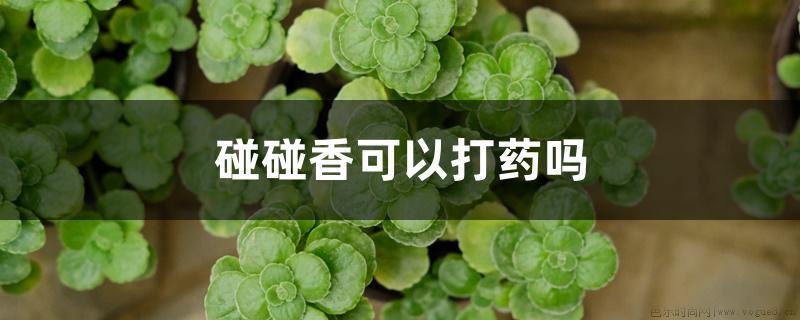 碰碰香可以打药吗