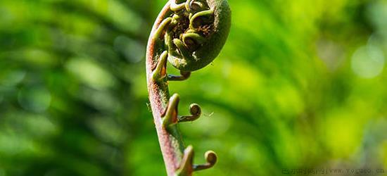 东北山野菜都有哪些