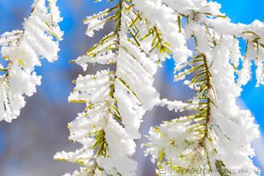 小雪节气三候是什么