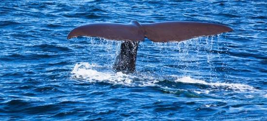 海底的生物有什么