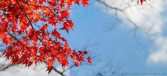 红叶是什么季节