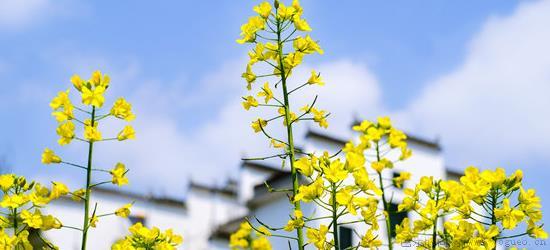 宁波哪里可以看油菜花