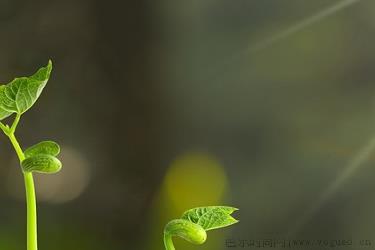 古柯主要种植在哪里