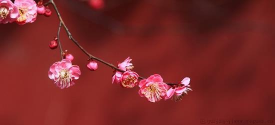 蜡梅花的特点