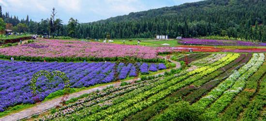 河南十大赏花胜地