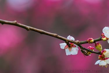 腊梅花什么时候长花苞