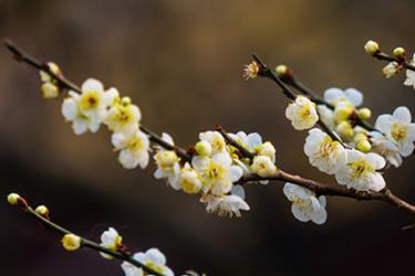 腊梅花怎么保存