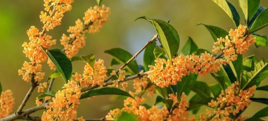 桂花买回来怎么种植呢