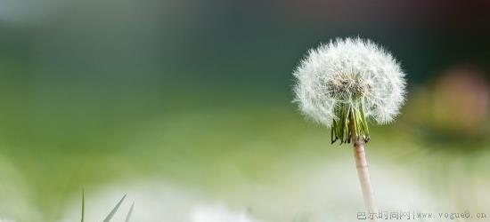 蒲公英菊花能一起泡水喝吗