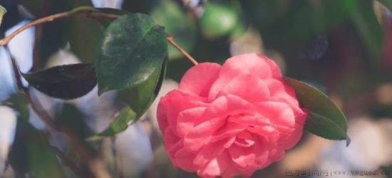 花种子发芽后怎么办