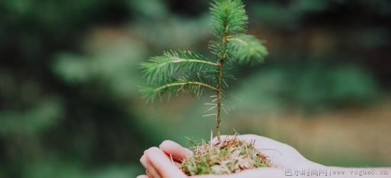 如何保存新鲜植物