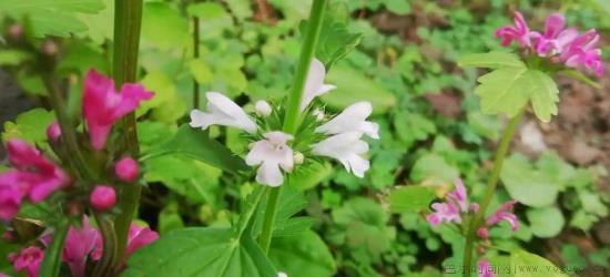 益母草开花后怎么养好