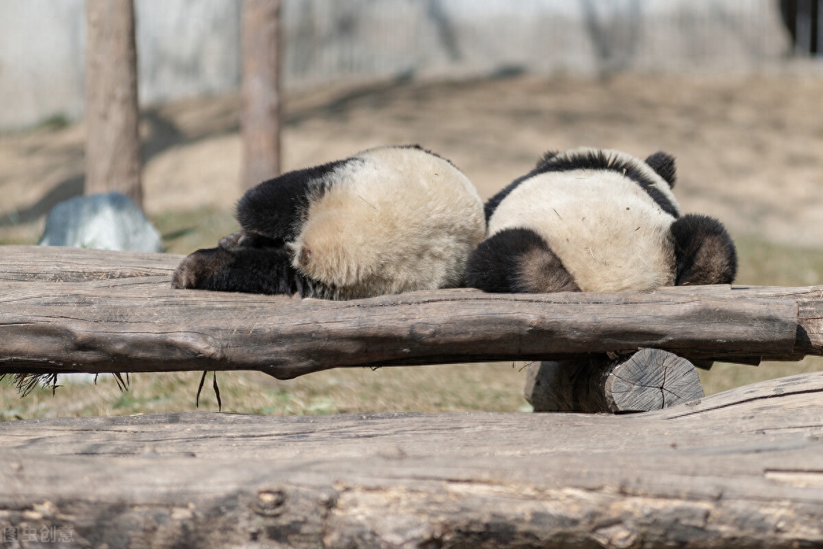 熊猫数量在增加还是减少