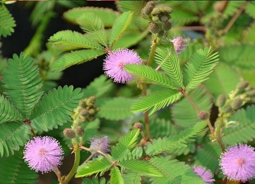 含羞草开花什么兆头