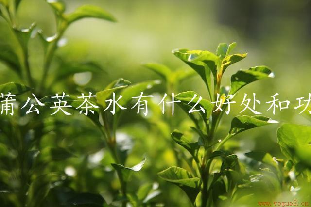 喝蒲公英茶水有什么好处和功效（健康助力）