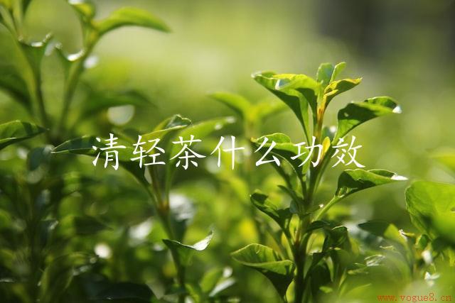 清轻茶什么功效（茶饮能量满满）