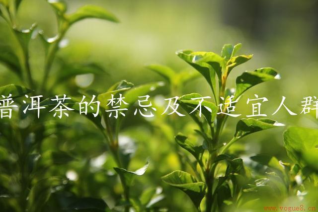 普洱茶的禁忌及不适宜人群（细数普洱茶的禁忌）