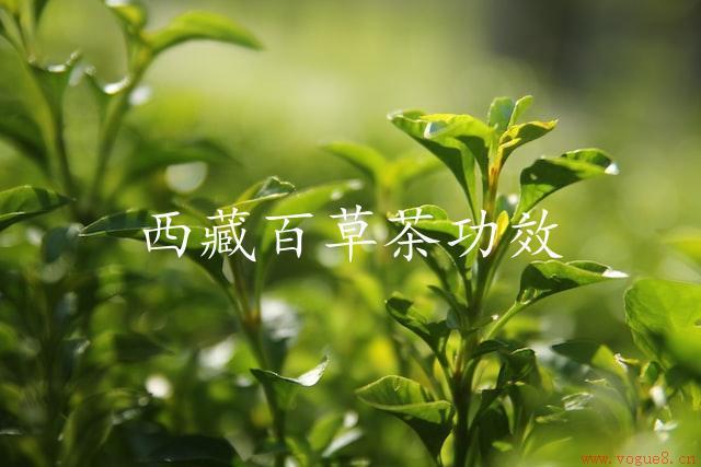 西藏百草茶功效（滋补身体，健康生活）