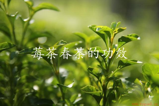 莓茶春茶的功效：健康美容精神护航