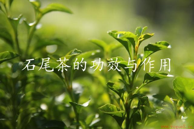 石尾茶的功效与作用（滋阴补肾，活血化瘀）