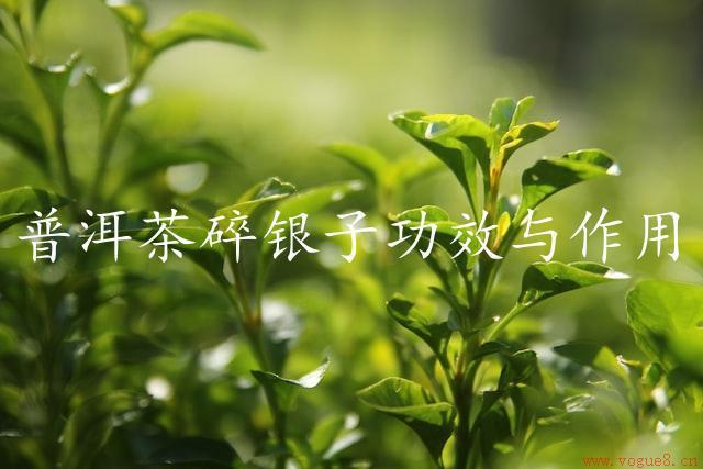 普洱茶碎银子功效与作用（普洱茶碎银子的神奇功效）