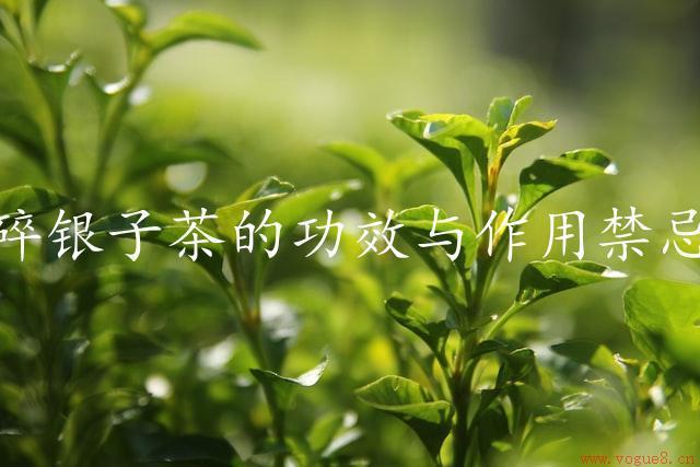 碎银子茶的功效与作用禁忌（碎银子茶的药性特点）