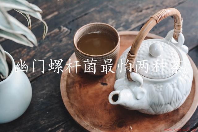 幽门螺杆菌最怕两种茶（拯救肠道健康）