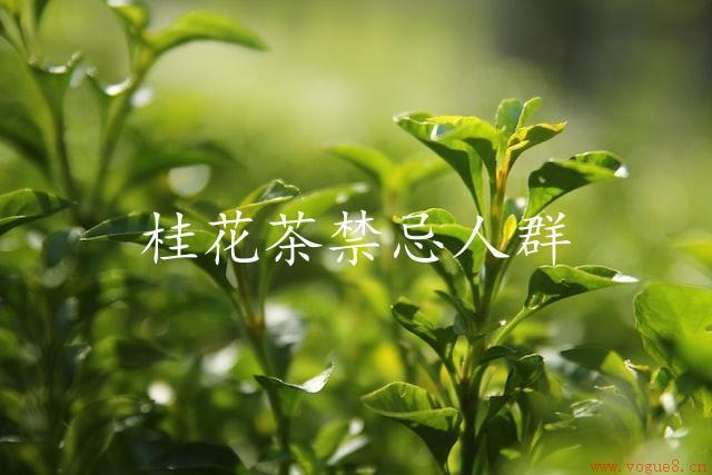 桂花茶禁忌人群：健康提示