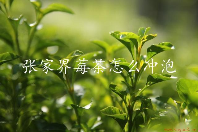 张家界莓茶怎么冲泡（美味可口的茶饮）