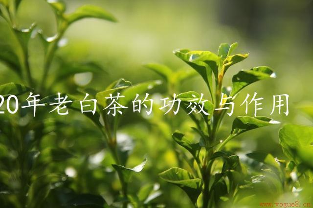 20年老白茶的功效与作用（活血化瘀、抗氧化抗衰老）