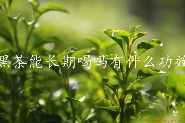 黑茶能长期喝吗有什么功效（探索黑茶的秘密）