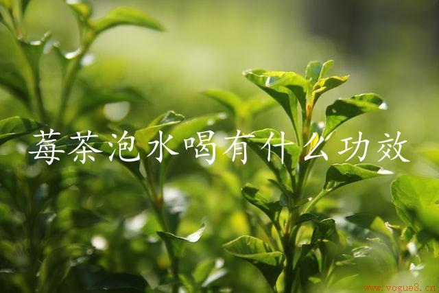 莓茶泡水喝有什么功效（揭秘莓茶的健康功效）