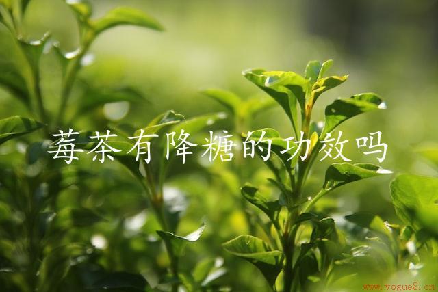 莓茶有降糖的功效吗（莓茶有助于控制血糖）