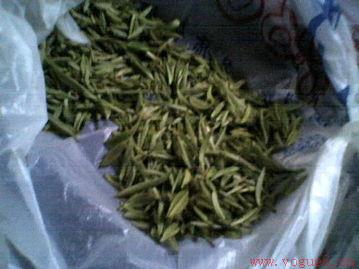 新鲜茶叶怎样保鲜？茶叶保鲜的神奇之道！