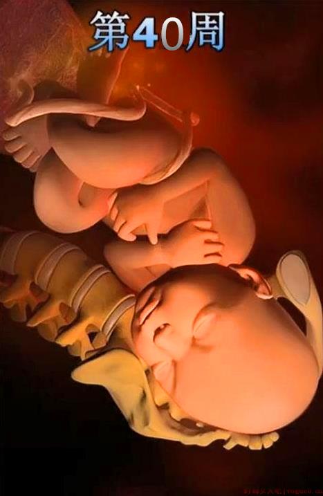孕期1-40周胎儿变化发育过程