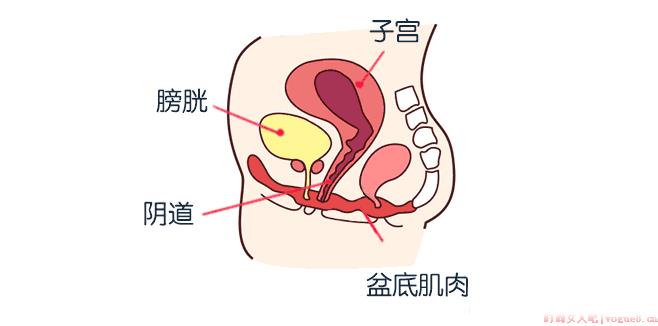 剖宫产和顺产哪个对盆底肌伤害更大