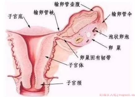 输卵管积水要不要切除 输卵管积水的检查方法