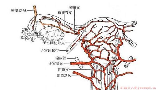 宫颈妊娠的诊断标准